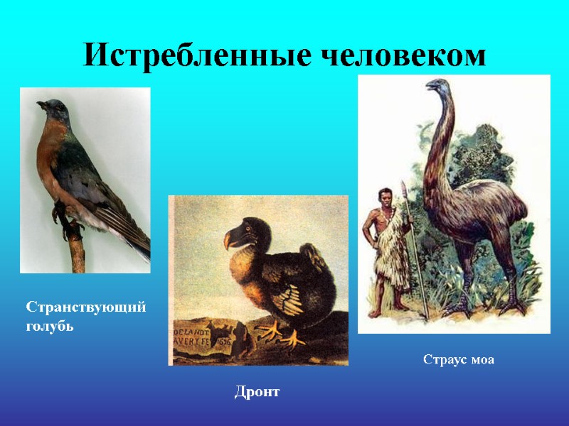 Истребленные человеком Странствующий голубь Дронт  Страус моа